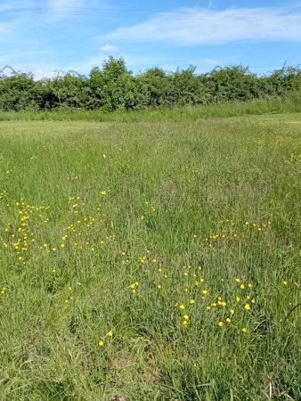 Meadow flowers