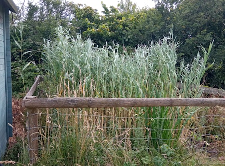 Reedbed